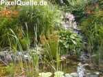 Gartenteich mit Teichflanzen und Uferbepflanzung