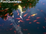 Fische im Gartenteich